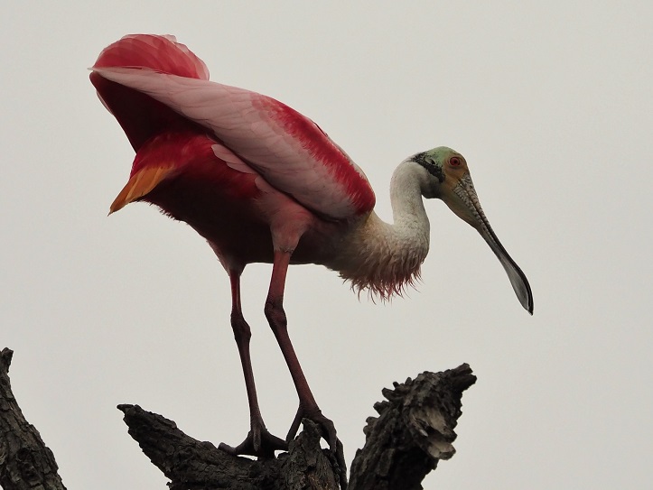 Roseate spoonbill perched on top of tree