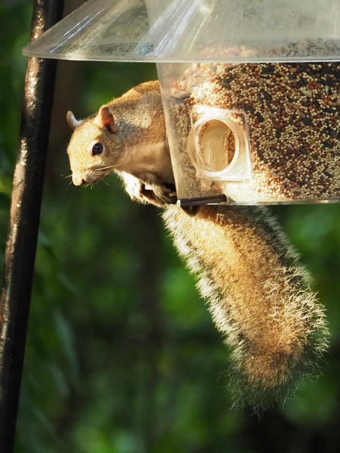 Squirrel perched on bird feeder