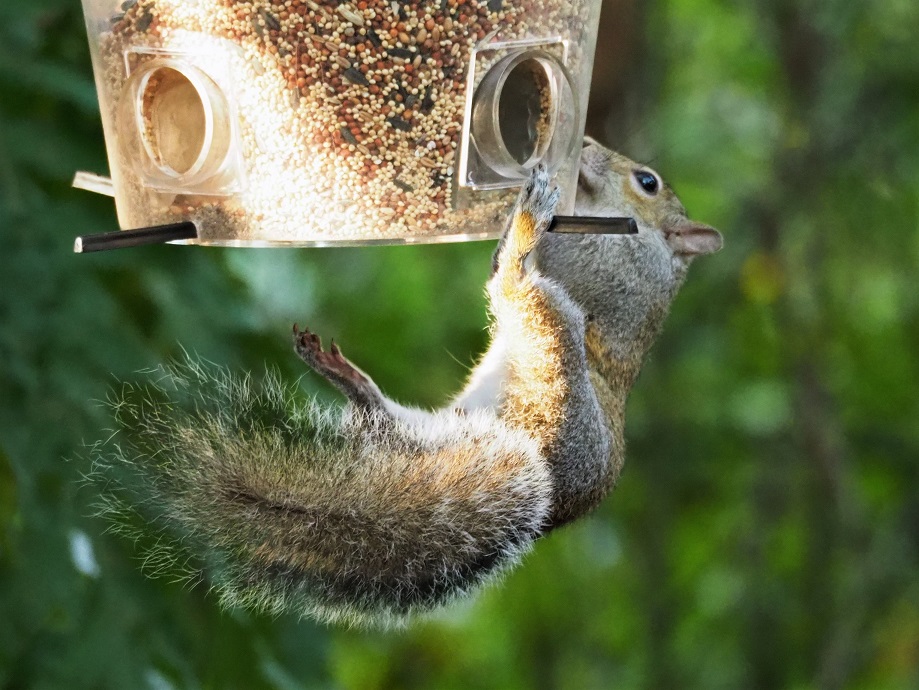 Squirrel hanging by one paw from a bird feeder