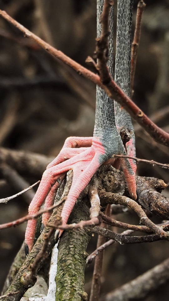 Close-up of wood stork's sinewy pink feet