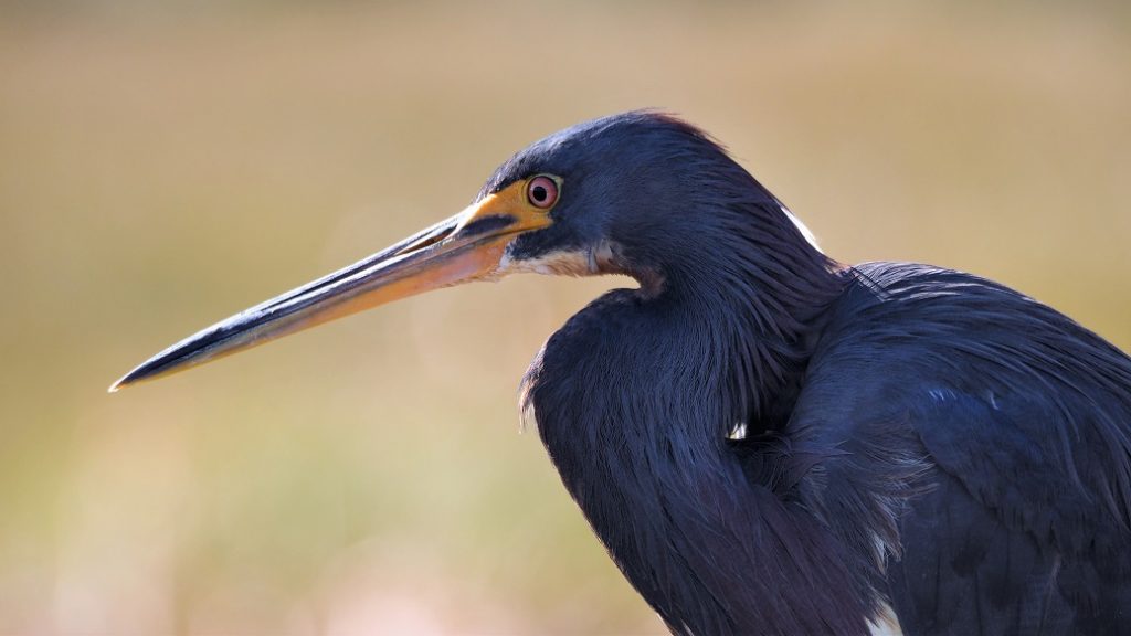 Close-up of tricolor heron