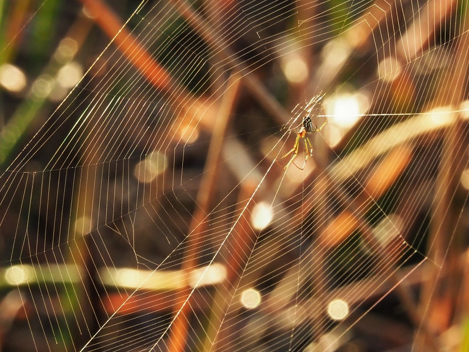 Spider in backlit web