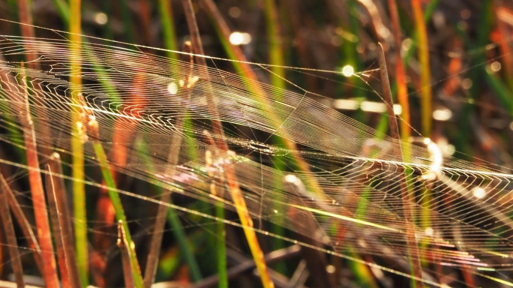 Oval, angled spiderweb, catching the morning light