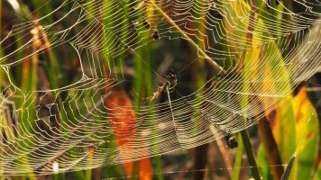 Spider in backlit web in marsh grass