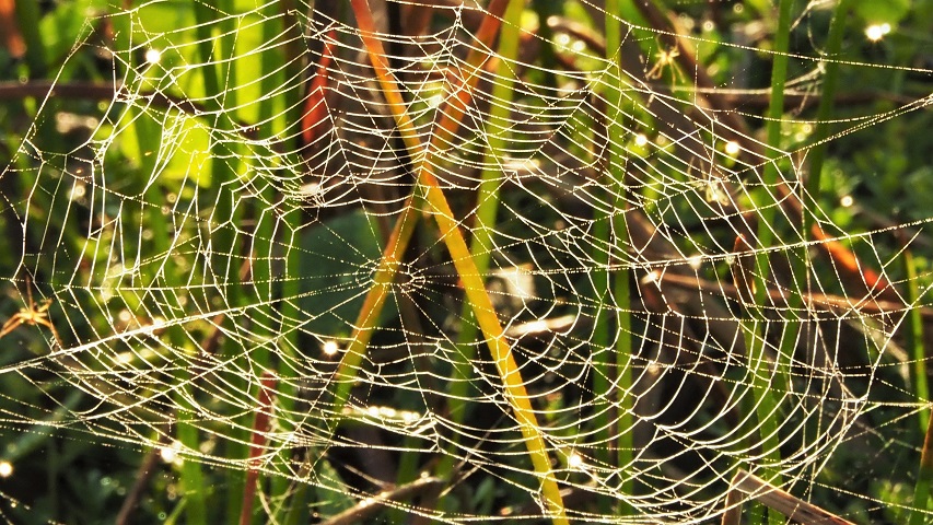 Circular spiderweb, backlit, in marsh