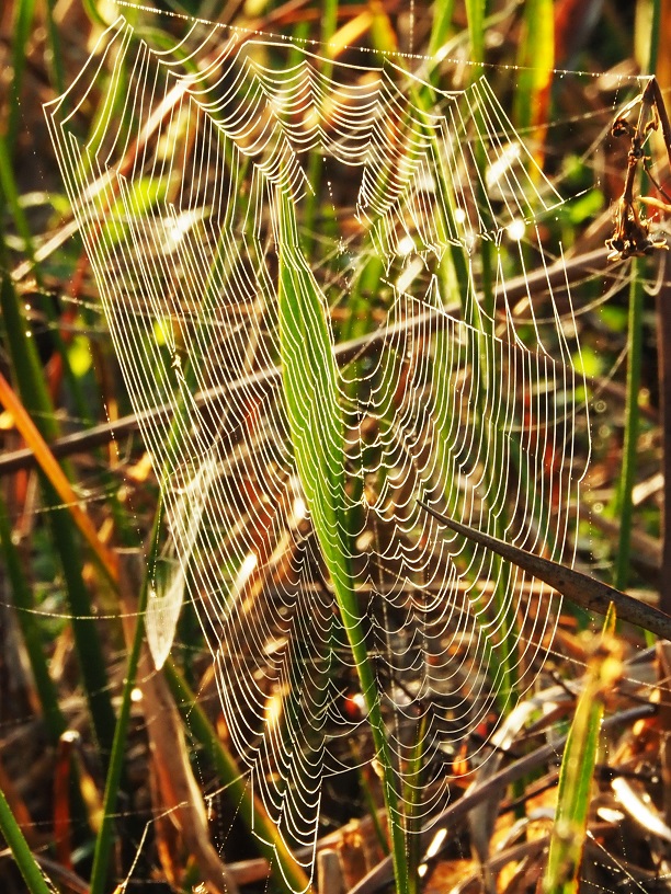 Backlit spiderweb, hanging from grasses