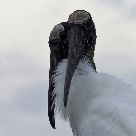Two wood storks with necks intertwined