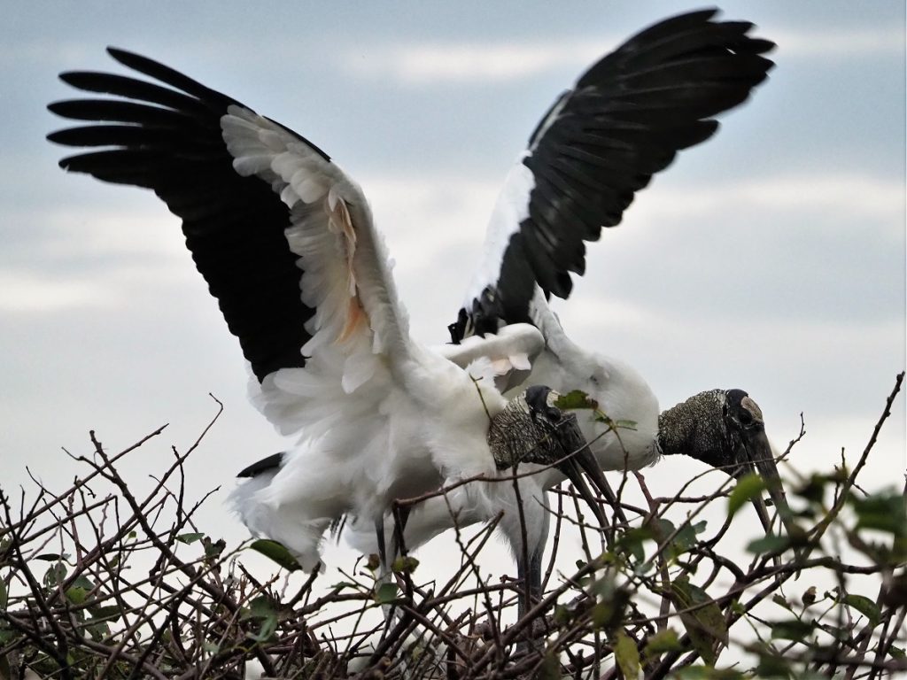 Two word storks with wings flared