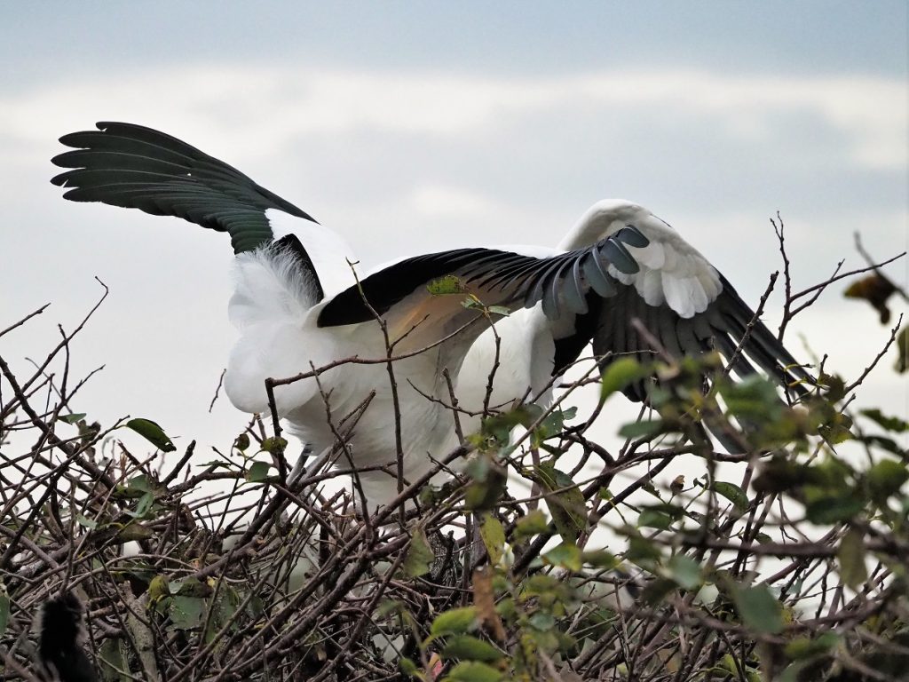 Two wood storks going at it