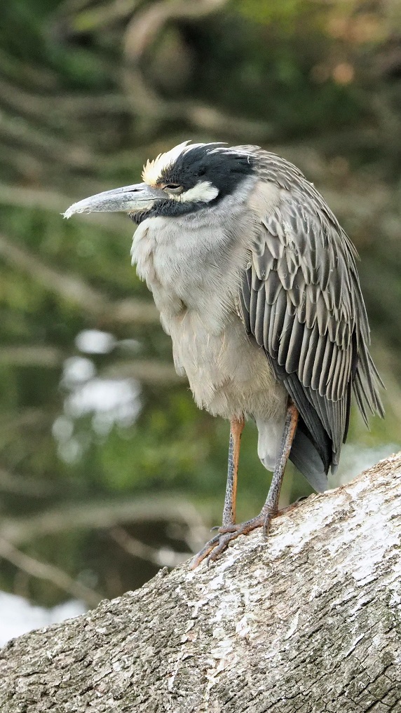 Side view of somnolent yellow-crowned night heron