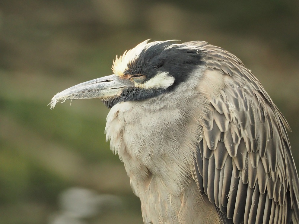 Close-up of yellow-crowned night heron
