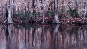 Reflection of trees in river.