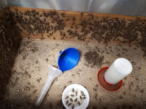 Box full of crickets.