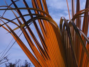 Oranngey bronze palmetto leaves against blue sky.