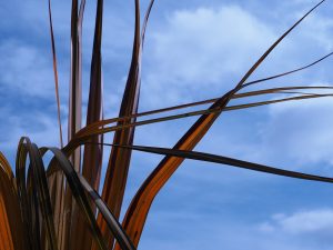 Oranngey bronze palmetto leaves against blue sky.