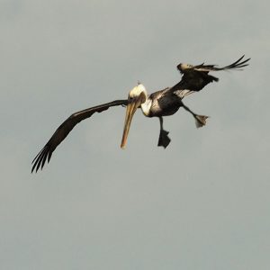 Pelican hovering in mid-air, landing gear dangling.