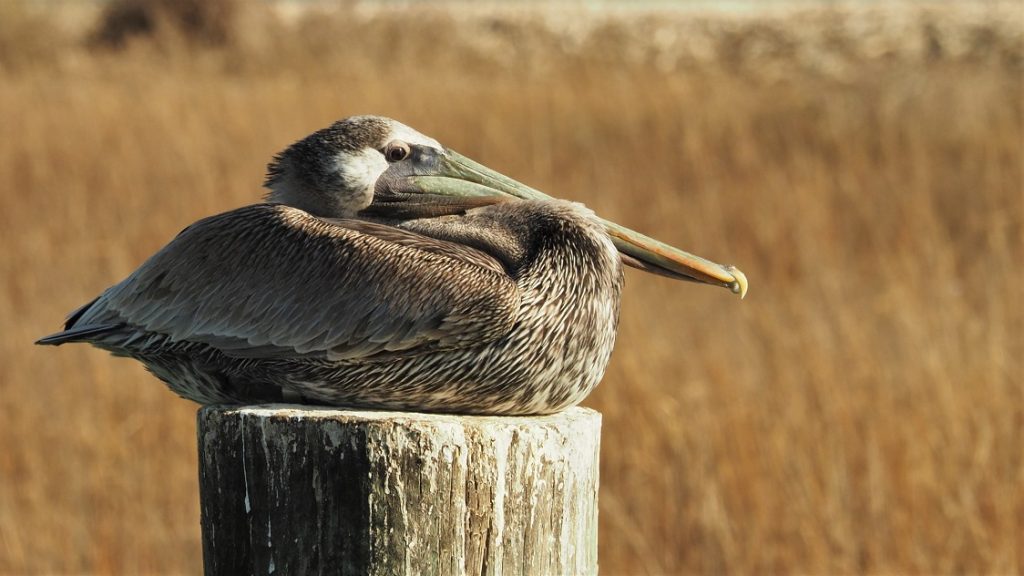 Full-frame shot of brown pelican sitting on pier post.