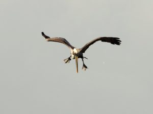 Pelican hovering in mid-air, landing gear dangling.