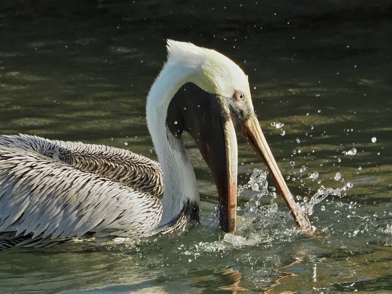 Full-frame shot of brown pelican splashing water with beak.
