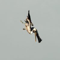 Pelican flipping into diving mode.