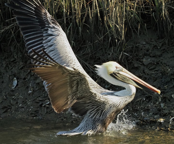 Full-frame shot of brown pelican in pond, wings flared.