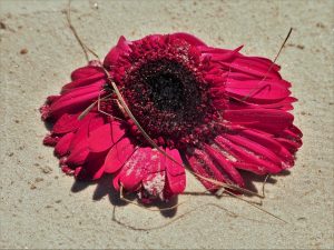 Multi-petalled red blossom on sandy beach
