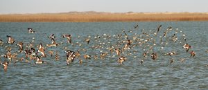 American oystercatchers in flight, just above water