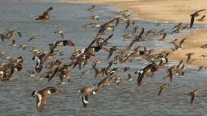 American oystercatchers and other shorebirds coming in for a beach landing