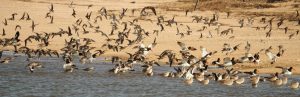 Mixed flock of shorebirds coming in for a beach landing