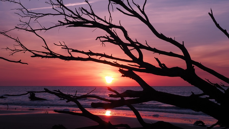 Tree branches backlit by sunrise colours