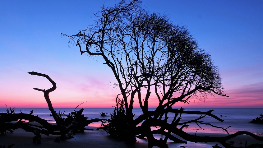 Tree and driftwood backlit by sunrise over ocean