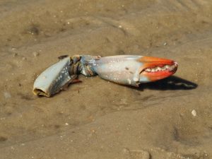 Crab claw with markings evoking a face