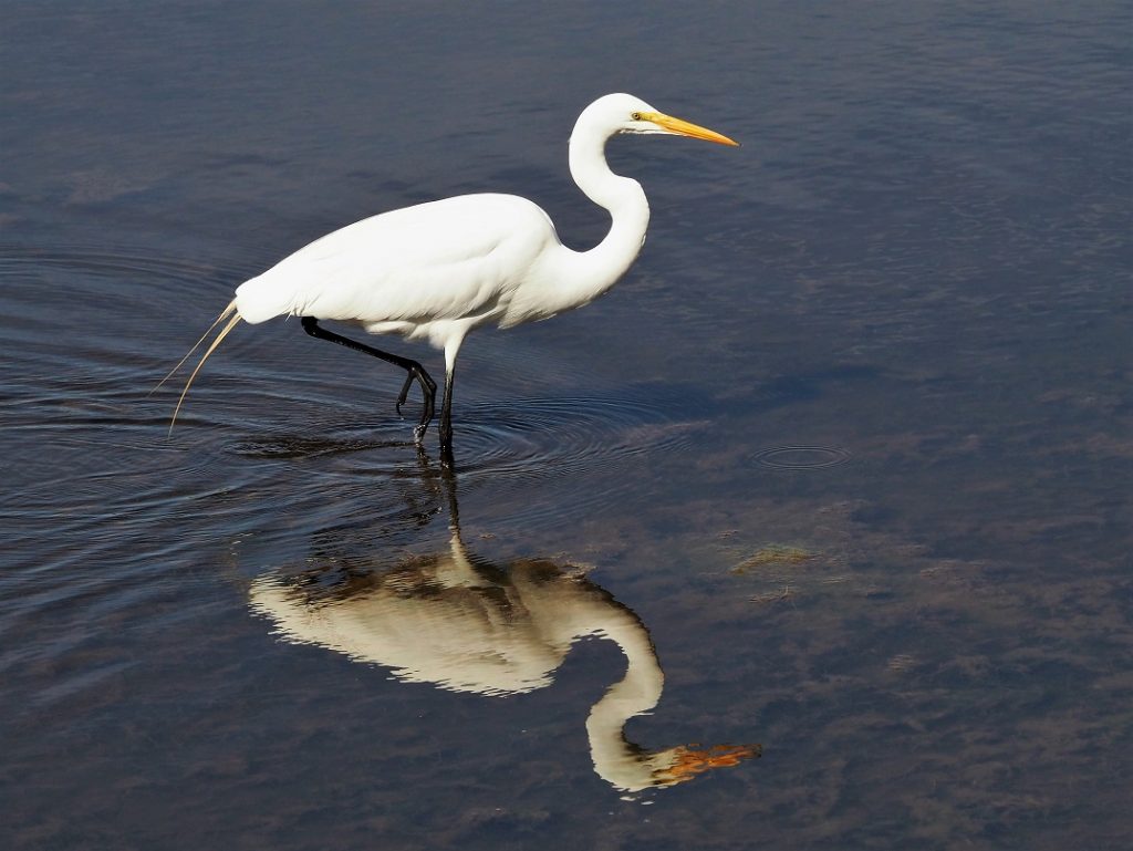 Great egret in mid-step, reflected