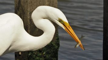 Head and curving neck of great egret with fish in beak