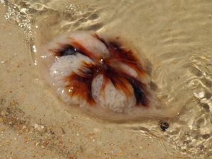 Unidentified jellyfish on Florida shore.