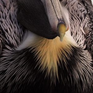 Close-up of end of brown pelican's bill.