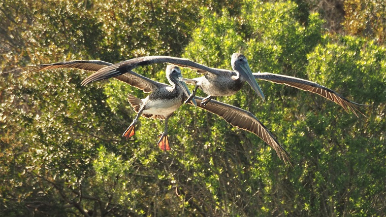 Brown pelicans coming in for a landing, eings extended and feet down