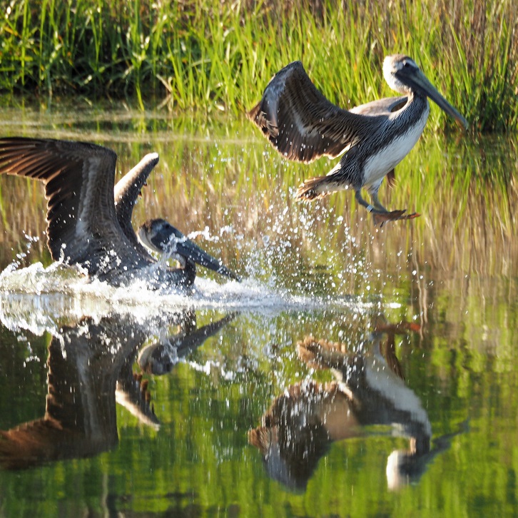 Brown pelicand landing in a reflective pond