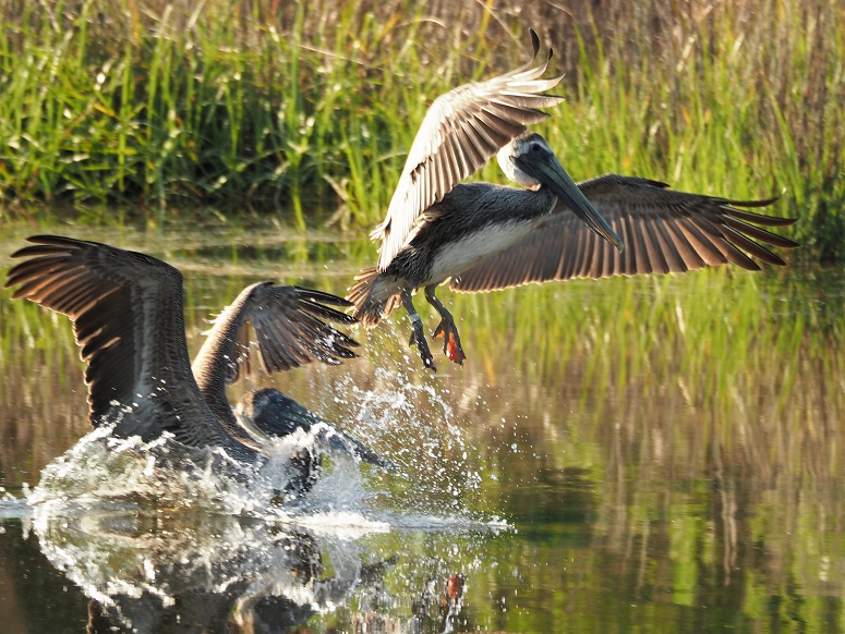 Two brown pelicans coming in for a landing, wings extended and feet down