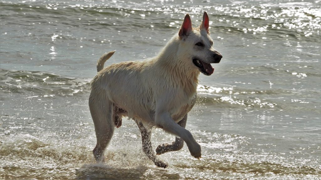 White shepherd-like dog frolicking in surf