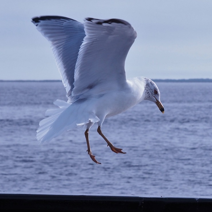 Ring-billed gull coming in for a landing on a ferry railing