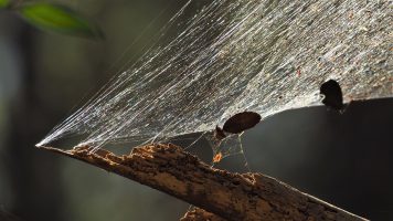 Mass of iridescent spiderweb linking to a broken bracnh.