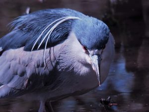 Close-up of black-crowned nigt heron, fishing