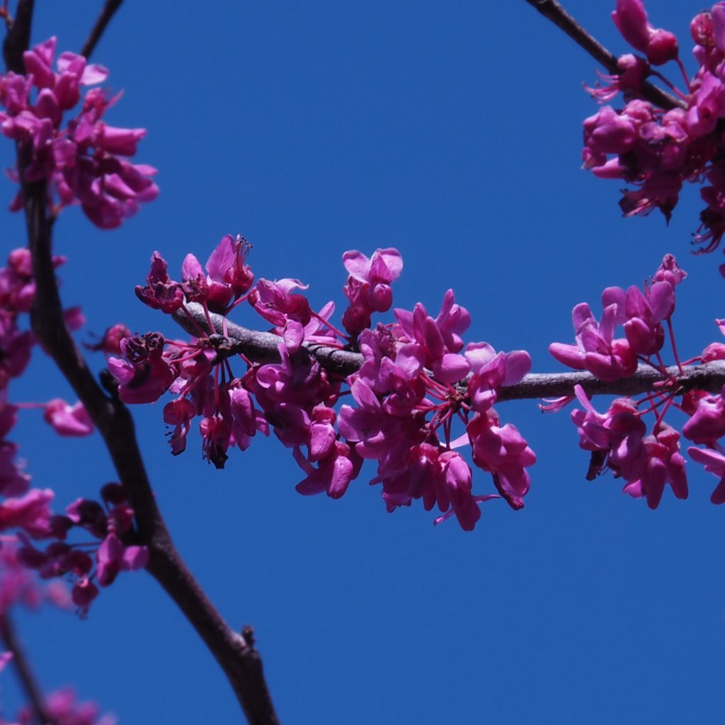 Close-up of branch of redbud in bloom