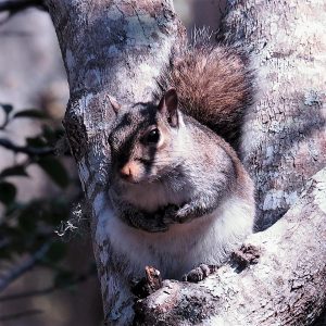 Squirrel in crotch of tree in camouflage colours