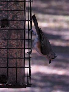 Tufted titmouse hanging upside down on feeder