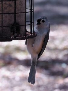 Tufted titmouse, hanging onto bottom of feeder