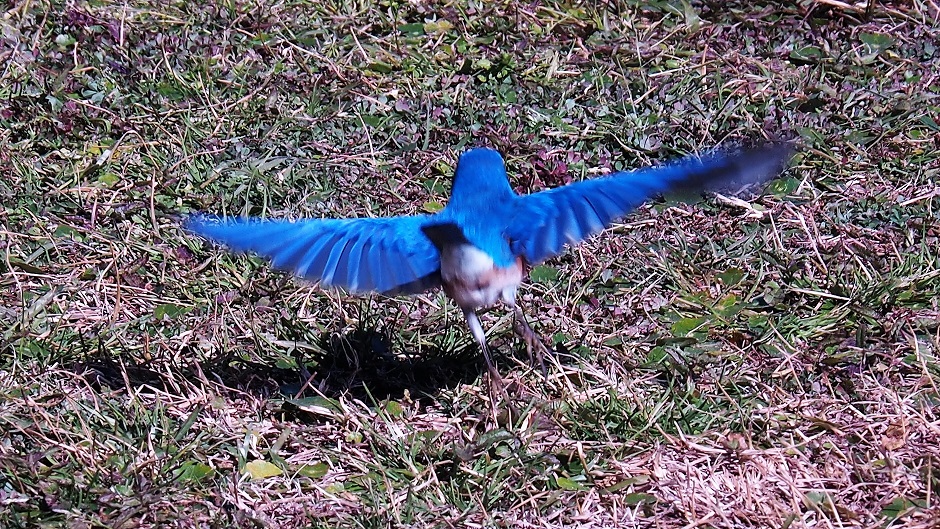 Eastern bluebird with wings outstretched, in a blur of motion