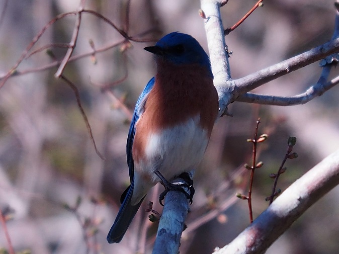 Eastern bluebird on tree branch, half in sun, half in shadow