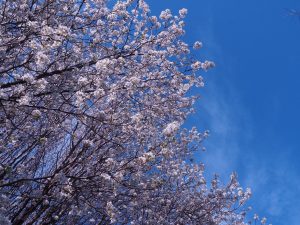 Multiple small branches with dense ornamental white flowers
